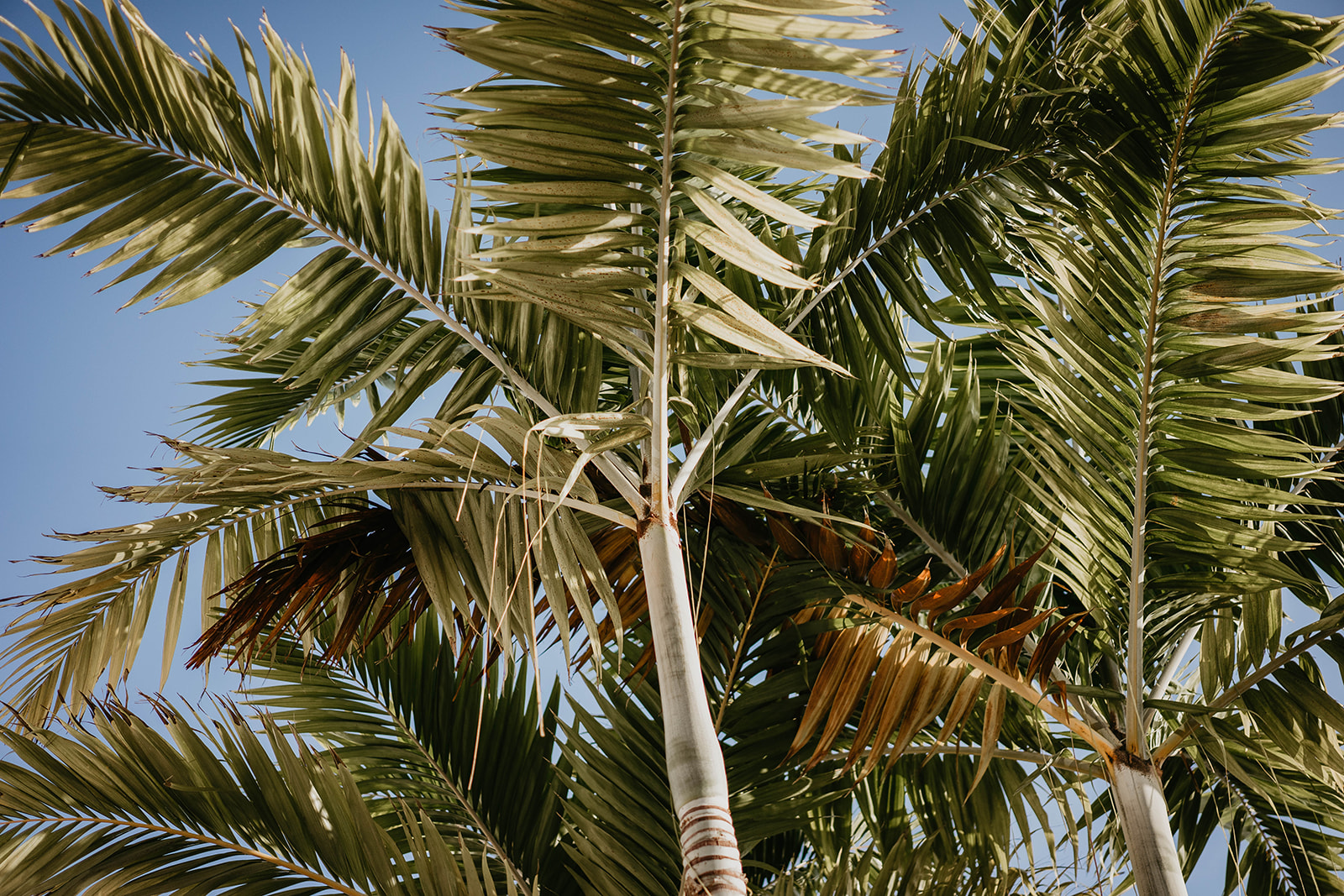 South Florida Greenery Wedding Ceremony Photography