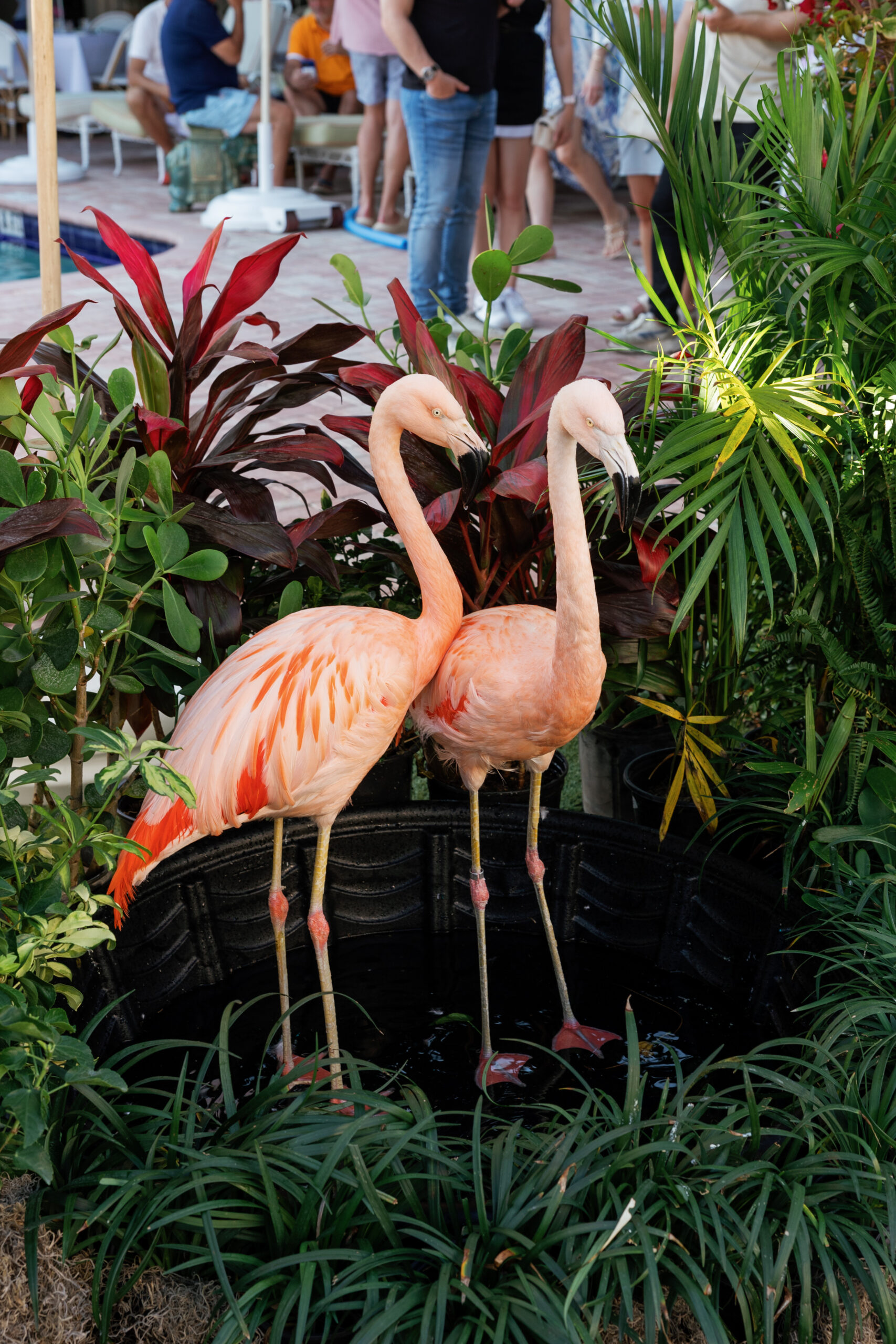 Harper and Luke wedding at The Colony Palm Beach - cocktail hour - Two pink flamingos stand in a tropical garden with wedding guests visible in the